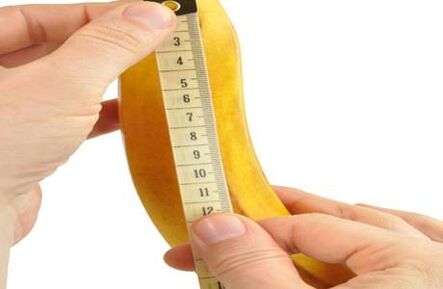 The normal dimensions of the penis
